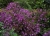 DSC01424.JPG