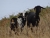 DSC03114.JPG