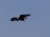 bussard MADEIRA santana.JPG
