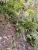 Levada da Serra do Faial - Steg links.jpg