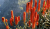 DSCF4157.JPG