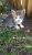 Kleine Katzen_01.jpg