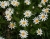 Argyranthemum pinnatifidum Gefiederte Kanaren-Margerite-180603-01 Boca da Corrida - Boca do Cerro-bearbeitet.jpg